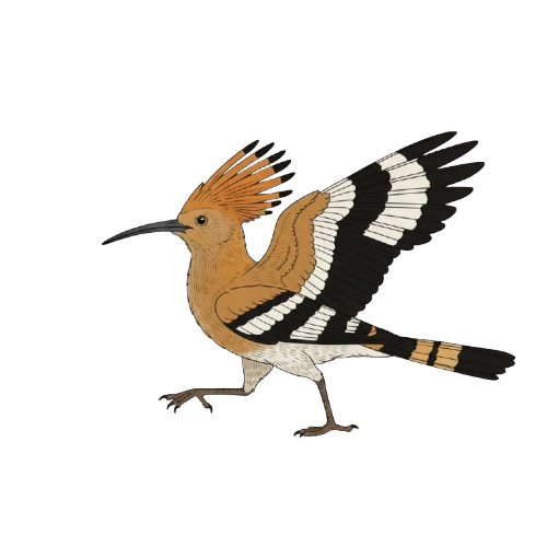 Illustrated hoopoe in walking pose with distinctive crest and striped wings