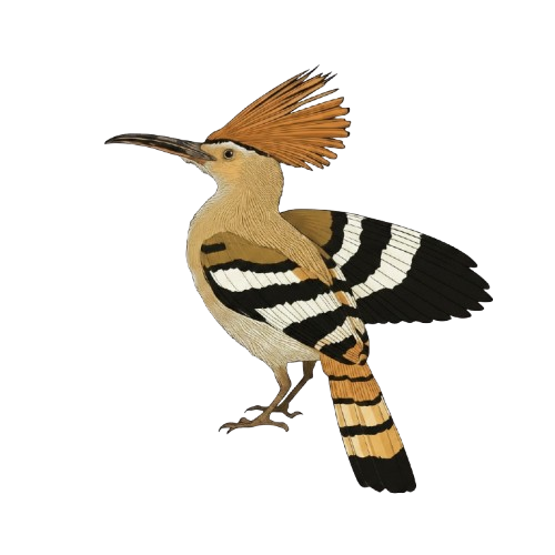 Illustrated hoopoe in flight with wings fully spread