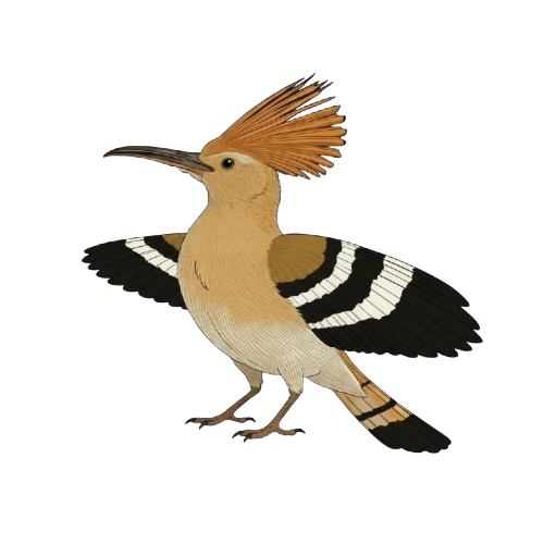 Illustrated hoopoe with wings spread open above an ancient manuscript